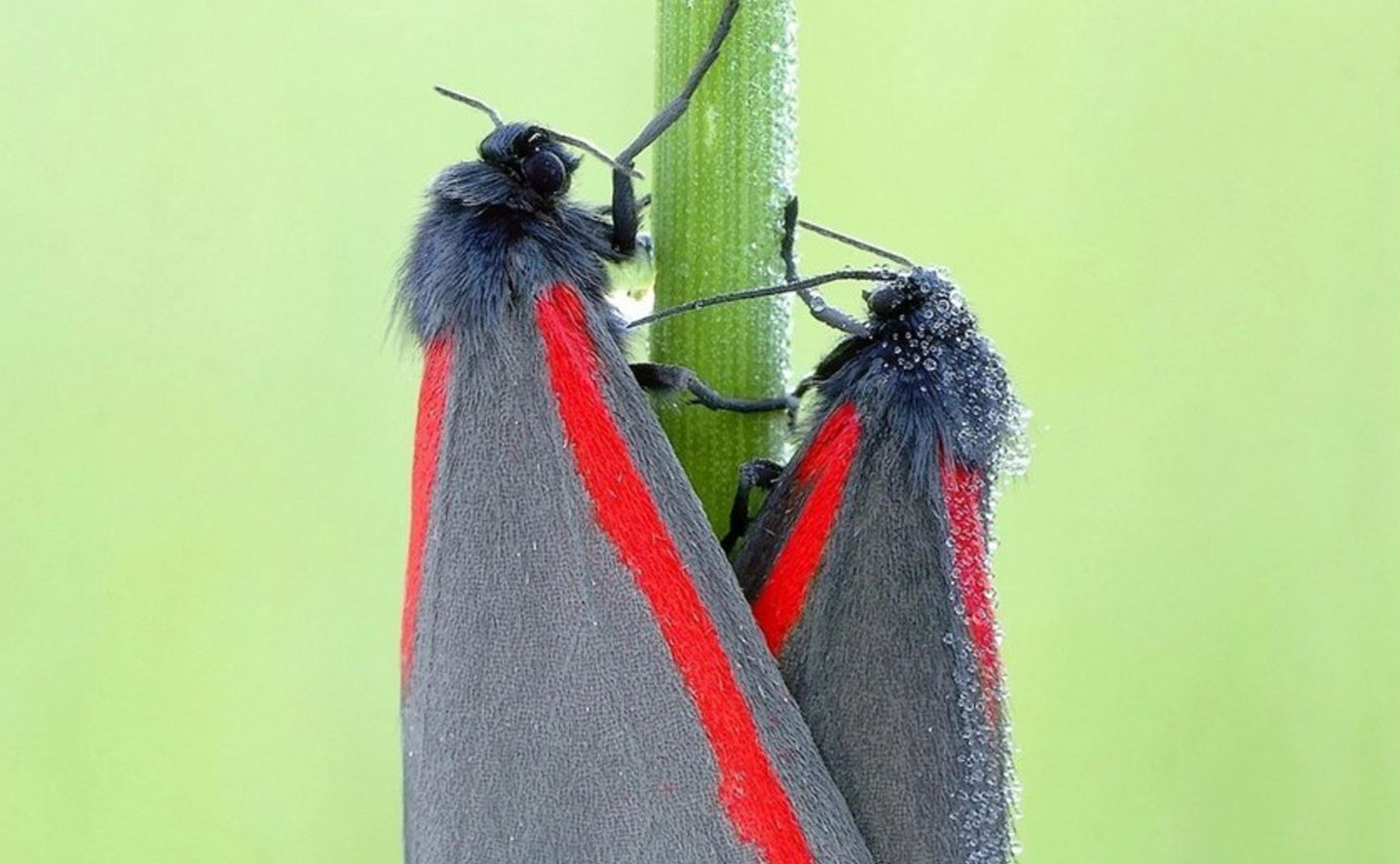 Male and female cinnabar moths (Tyria jacobaeae). Image: Mariusz401 (CC BY 3.0)