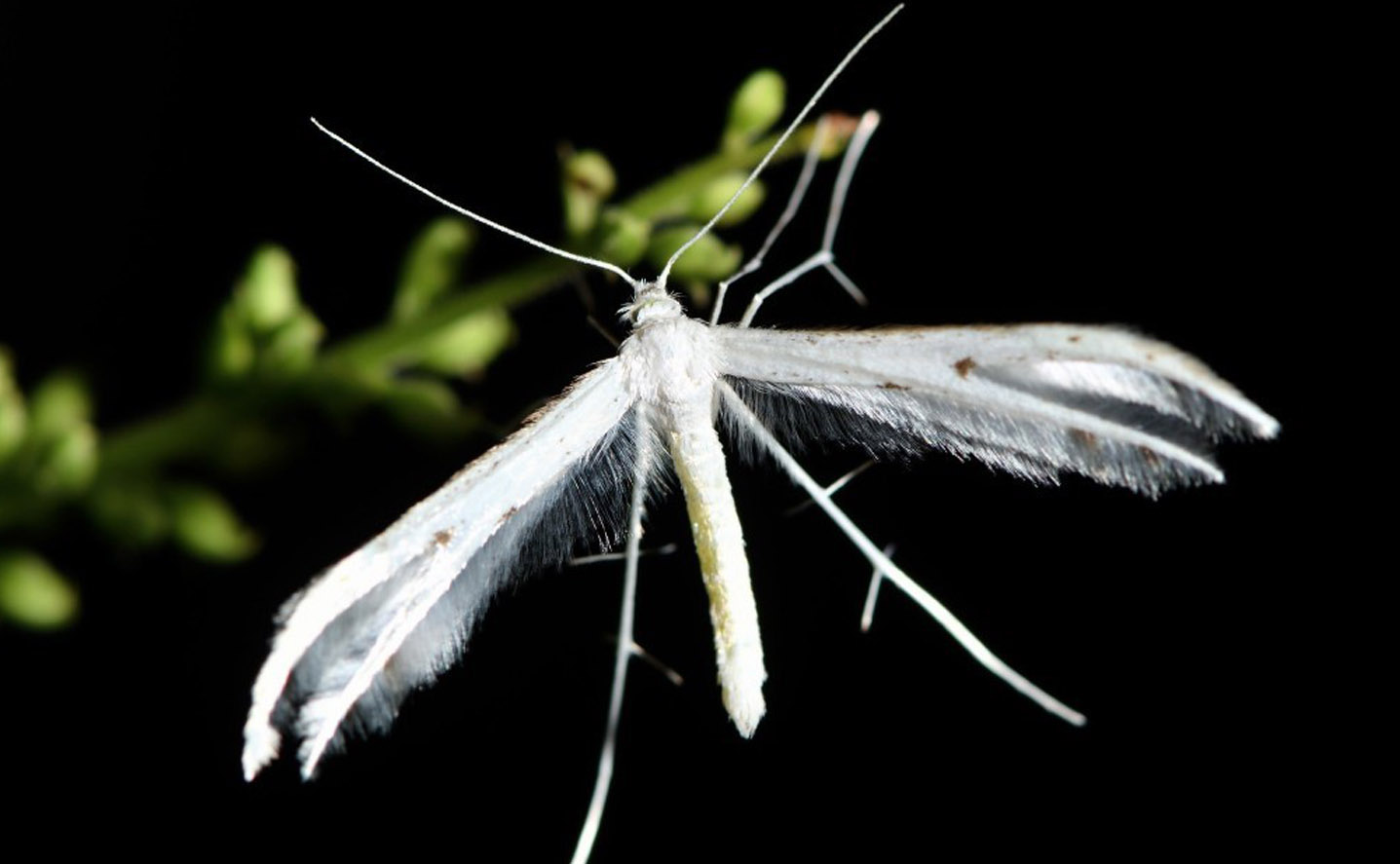 Plume Moth (Pterophorus monospilalis). Image: Dougal Townsend (CC BY NC).