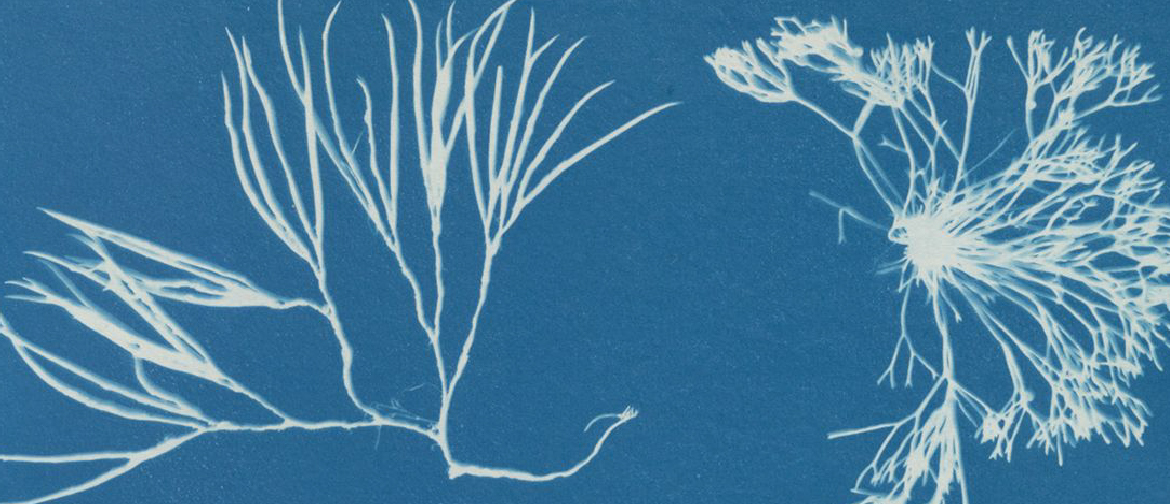 cyanotype and watercolour seaweed print