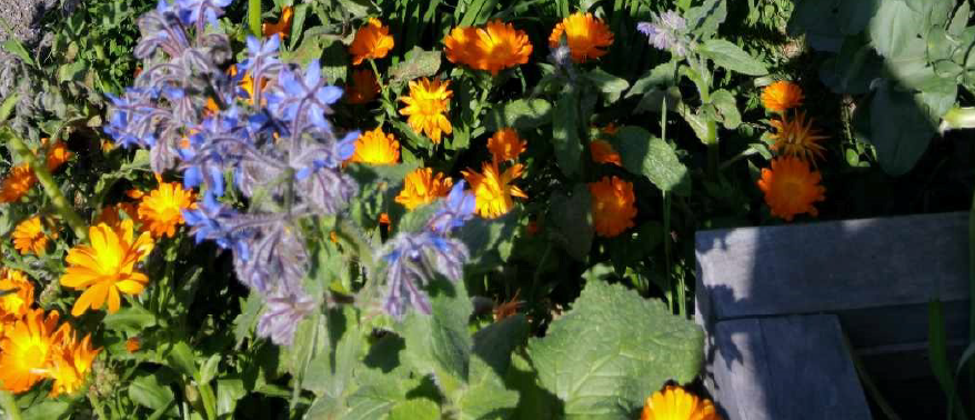 photograph of flowers in a garden