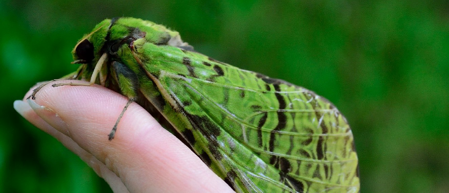 photograph of a green puriri moth on a person's index figure