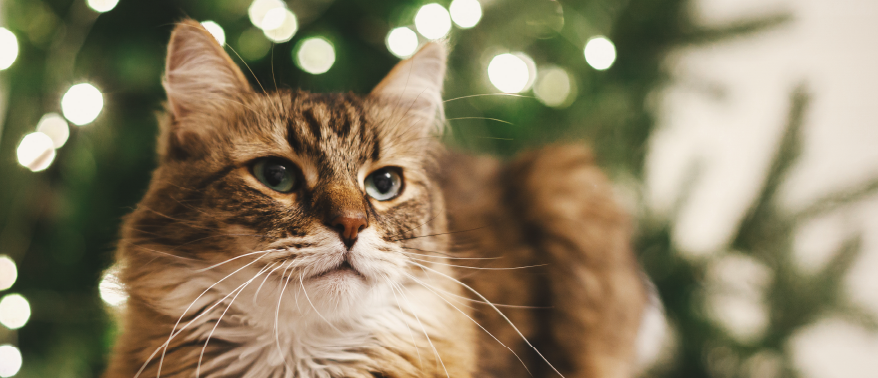 photograph of a fluffy forest cat lying in front of a christmas tree