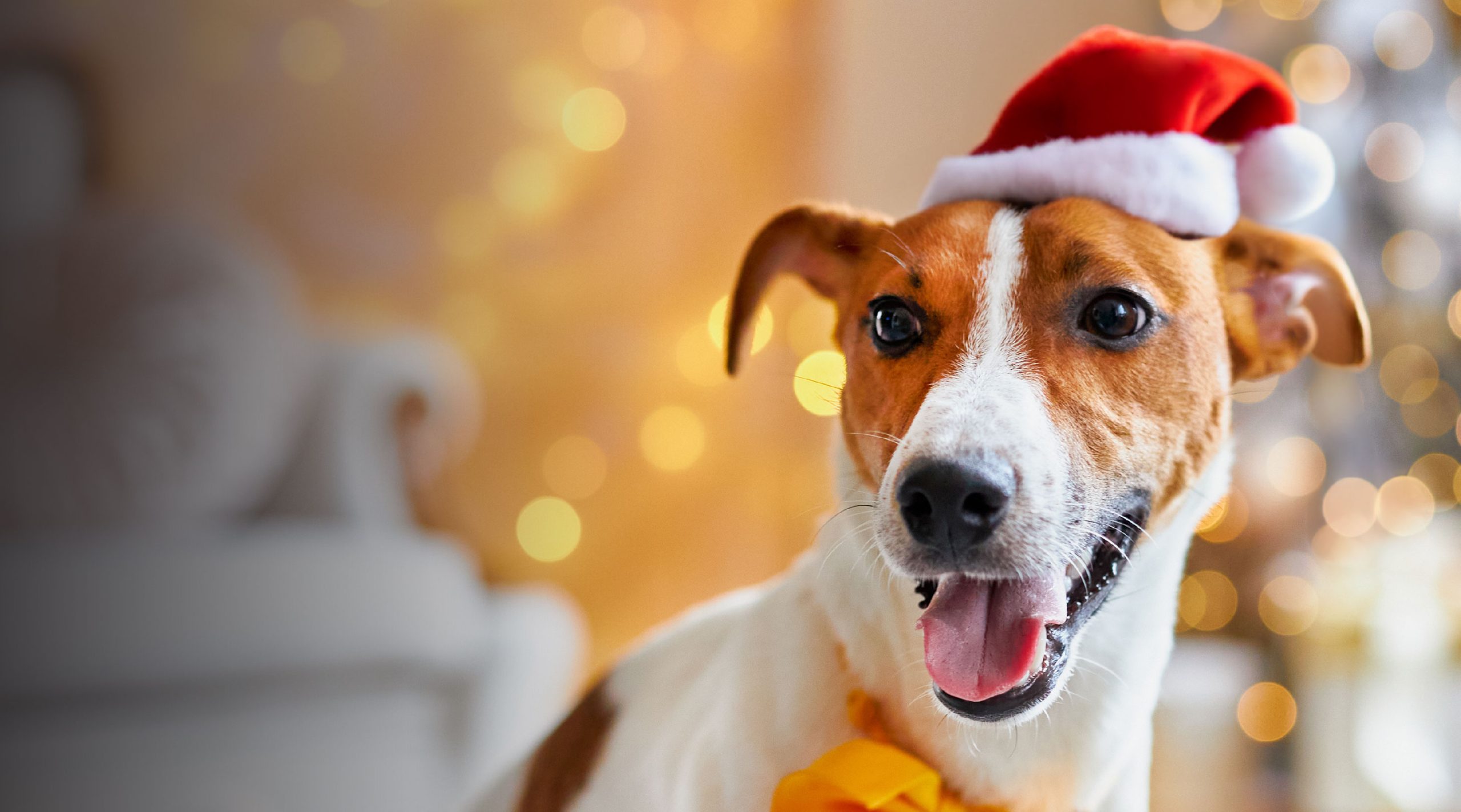 photograph of a cute dog wearing a santa hat against a glowing christmas background