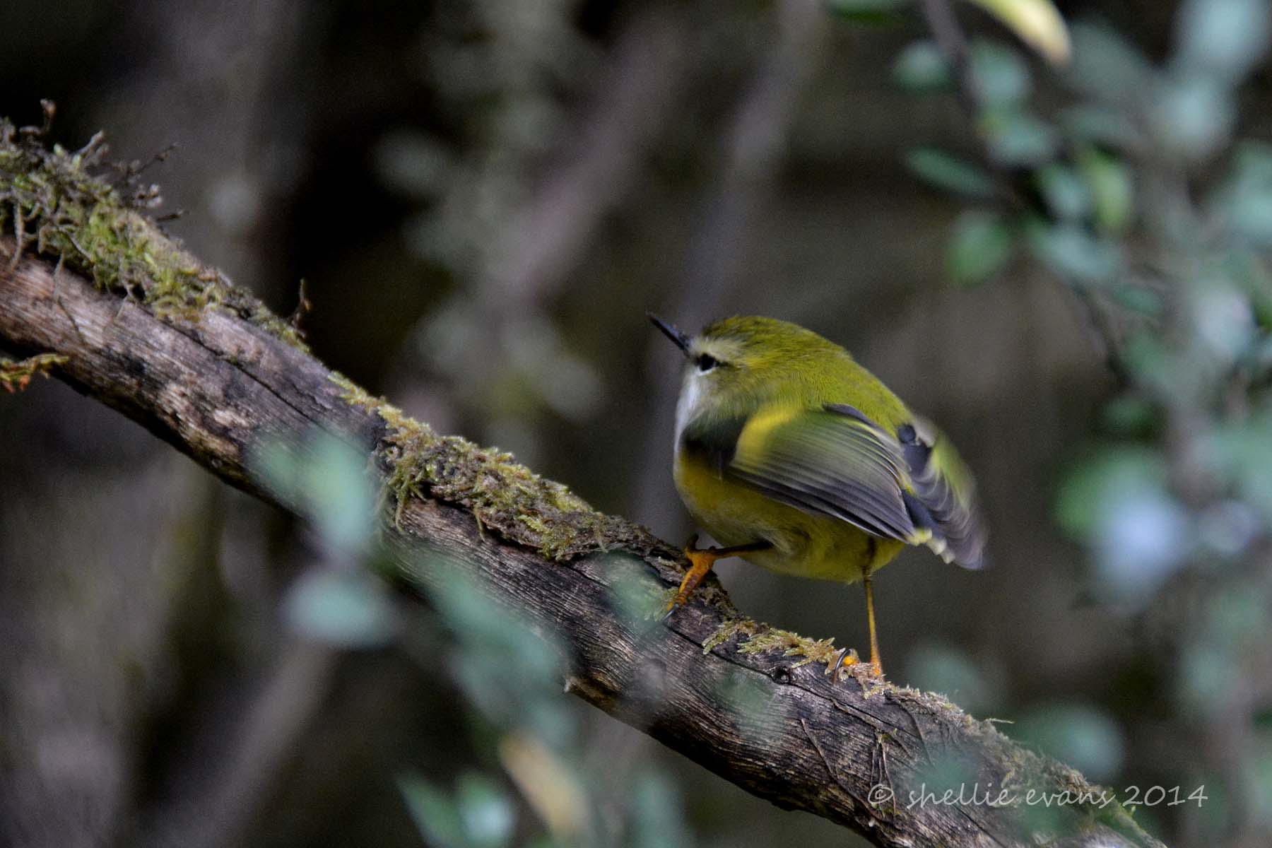 Rifleman (Acanthisitta chloris) from Sydney, Australia, CC BY 2.0 via Wikimedia Commons