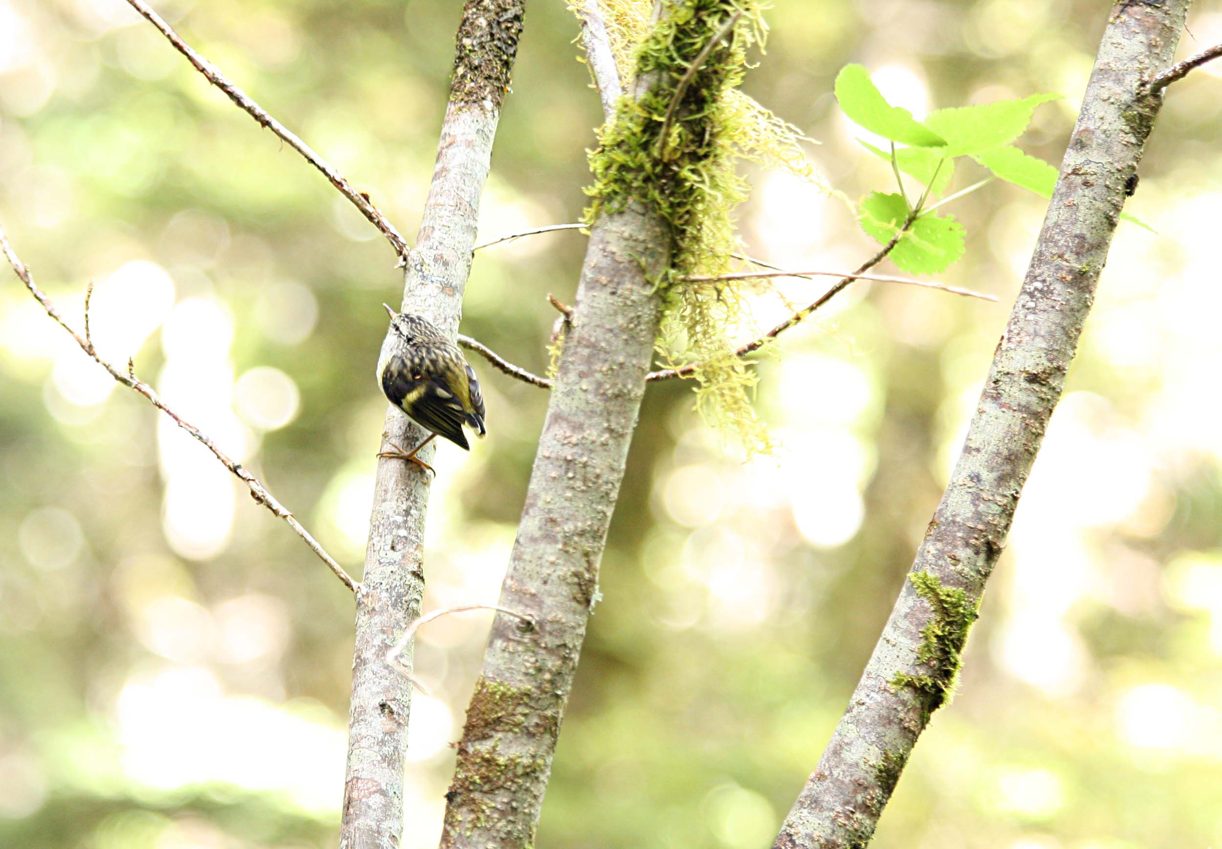 New Zealand South Island rifleman (Acanthisitta chloris chloris). Image: digika from Sydney, Australia, CC BY 2.0 via Wikimedia Commons