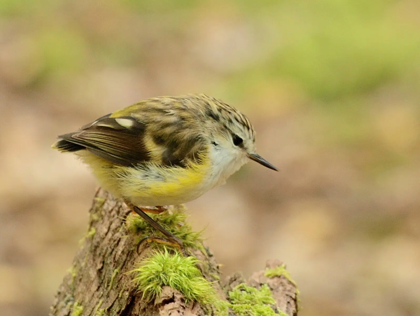 Female South Island rifleman (Acanthisitta chloris chloris), Lake Sylvan circuit. Image: Digitaltrails, CC BY-NC-ND 2.0 via Flickr